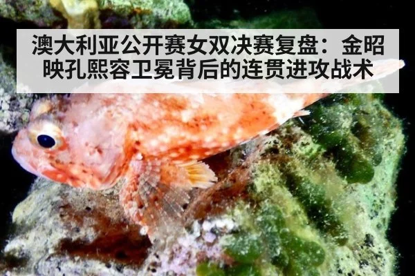 澳大利亚公开赛女双决赛复盘:金昭映孔熙容卫冕背后的连贯进攻战术